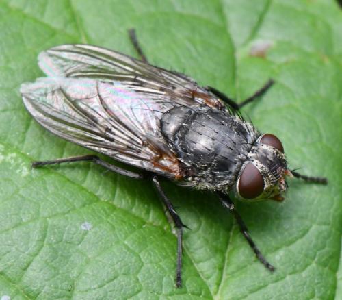 Pollenia sp.
